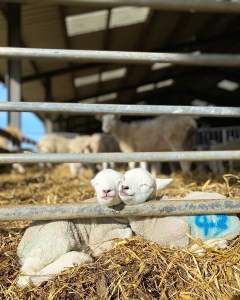 Lambing